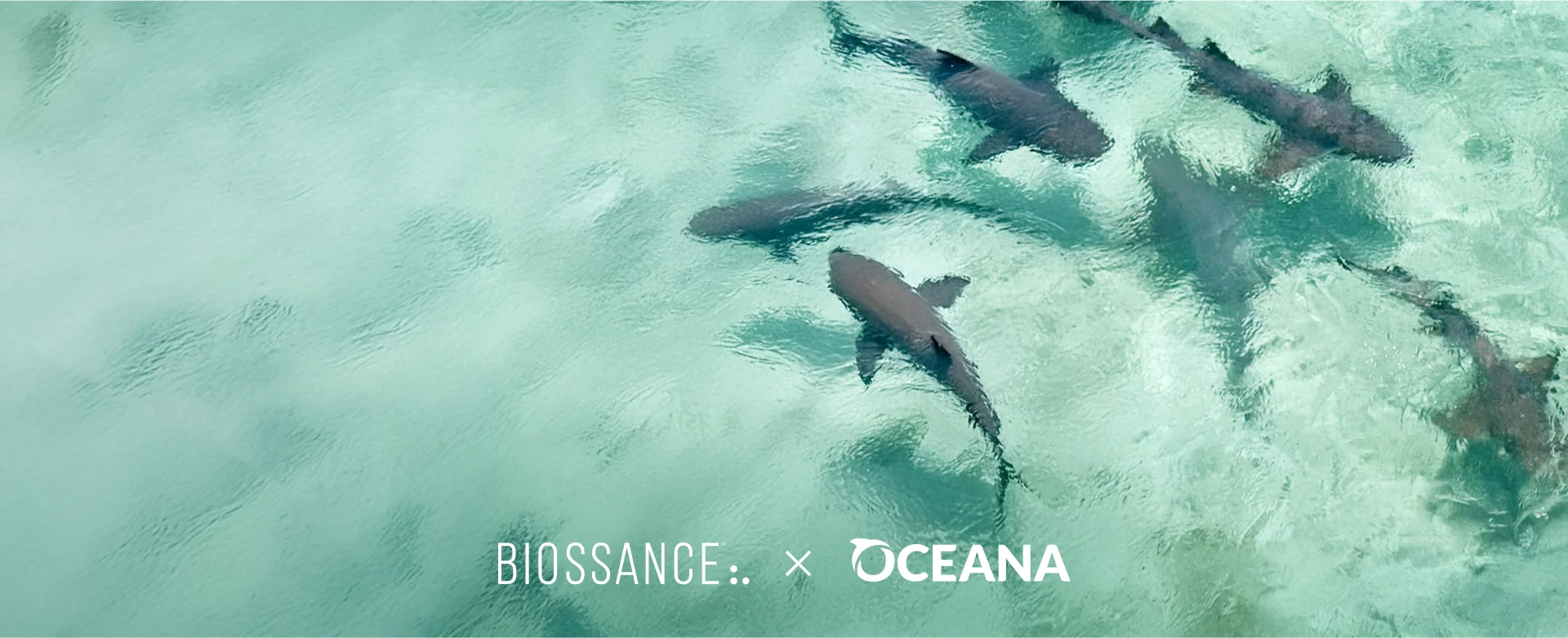 Image of the ocean with sharks swimming